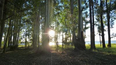 Cover image for research topic "Light-Mediated Regulation of Plant Physiology"