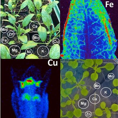 Cover image for research topic "Essential Metals for Plants: Uptake, Transport, Regulation of Homeostasis and Roles in Plant Development"