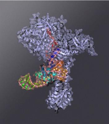 Cover image for research topic "Noncanonical Functions of Aminoacyl-tRNA Synthetases"