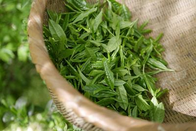 Cover image for research topic "Secondary Metabolites and Metabolism in Tea Plants"