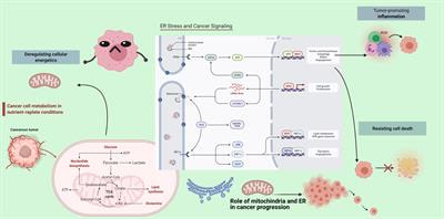 Cover image for research topic "The Active Role of Mitochondria and the Endoplasmic Reticulum in Cancer Progression"