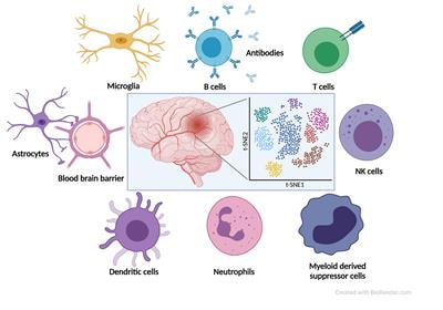 Cover image for research topic "The Role of Immune Cells in the Progression of Autoimmune Diseases Affecting the CNS"