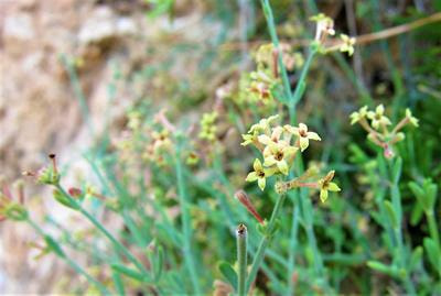 Cover image for research topic "Overlooked and Understudied – Rare Plant Taxa and their Importance for Biodiversity Conservation"