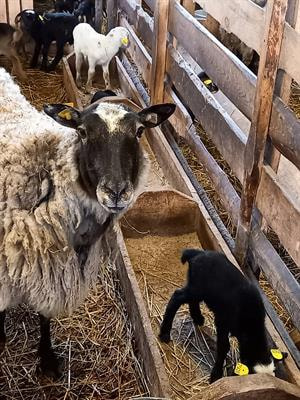 Cover image for research topic "Small Ruminant Breeding in the Age of Genomics"