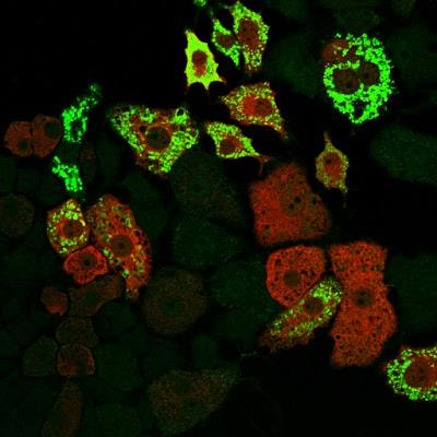 Cover image for research topic "Cellular Reprogramming in Development, Disease, and Design of Cell-Replacement Therapies"