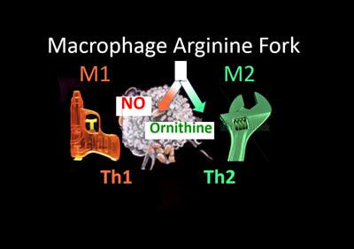 Cover image for research topic "M1/M2 Macrophages: The Arginine Fork in the Road to Health and Disease"