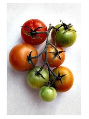 Cover image for research topic ""One rotten apple spoils the whole barrel” : the plant hormone ethylene, the small molecule and its complexity."