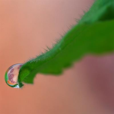 Cover image for research topic "Proceedings of the 4th Biennial Conference of the International Society for Plant Molecular Farming"