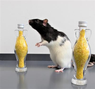 Cover image for research topic "Neurobiology of Spontaneous Object Exploration in Recognition Memory"