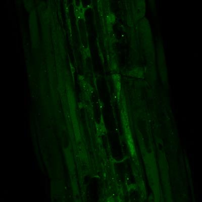 Cover image for research topic "Molecular Perspectives for Plant Autophagy Regulation"