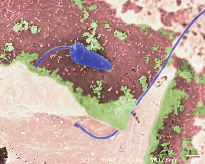 Cover image for research topic "Cytoskeletal Structure and Dynamics in Fertilization and Early Development"