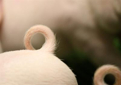 Cover image for research topic "Holistic Prevention Strategies for Tail Biting in Pigs; From Farm to Slaughterhouse"