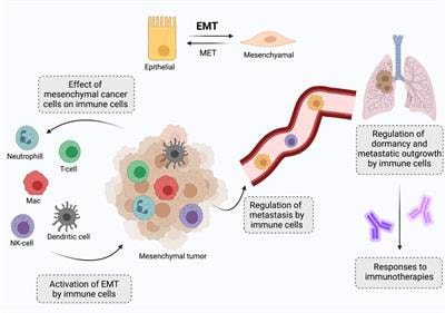 Cover image for research topic "The Role of the EMT Program in Regulating the Immune Response in Carcinoma"