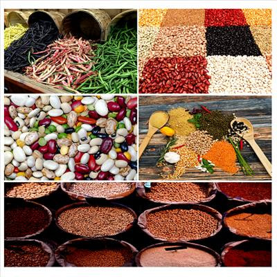 Cover image for research topic "Legume Breeding in Transition: Innovation and Outlook"