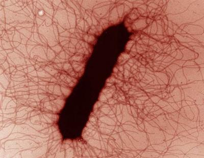 Cover image for research topic "Filamentous bacteriophage in bio/nano/technology, bacterial pathogenesis and ecology"