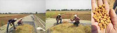 Cover image for research topic "Harnessing Cytokinin Biology in Crop Biofortification and Enhanced Food Security"