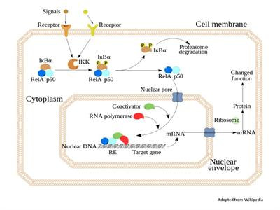 Cover image for research topic "NF-kappaB signalling pathway in Neurological diseases"