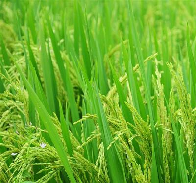 Cover image for research topic "Molecular Interactions between Crops and Phytopathogens, Volume II: Rice"