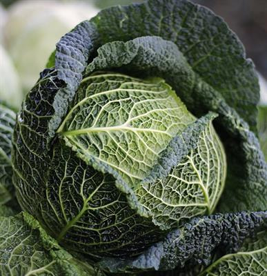 Cover image for research topic "Molecular Interactions between Crops and Phytopathogens, Volume III: Vegetables and Other Crops"