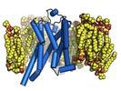 Cover image for research topic "GPCRs: structure, signal transduction, and contribution in pathophysiology"