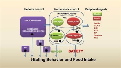 Cover image for research topic "Hypothalamic Obesity: Today and Future"