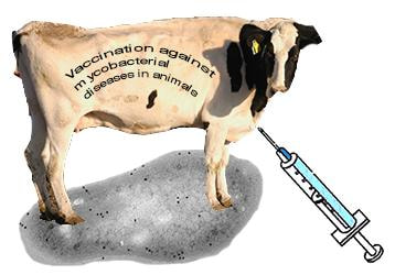 Cover image for research topic "Vaccination Against Mycobacterial Diseases in Animals"