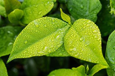 Cover image for research topic "Leaf Functional Traits: Ecological and Evolutionary Implications"
