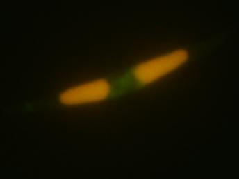 Cover image for research topic "Current Advances in MicroAlgal Biofuel"