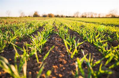 Cover image for research topic "Insights in Crop Biology and Sustainability: 2021"