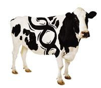 Cover image for research topic "Developments in Bovine Immunology – An Integrated View"