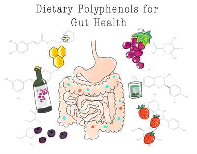 Cover image for research topic "Dietary Polyphenols for Improving Gut Health, volume II"