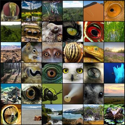 Cover image for research topic "Seeing Natural Scenes"