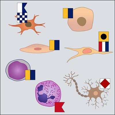 Cover image for research topic "Cell-to-Cell Communications in Tissue Homeostasis and Repair"