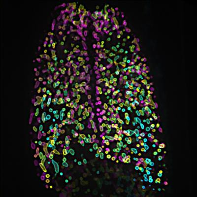 Cover image for research topic "Dynamic Organelle Networks: New Frontiers in Cellular Homeostasis and Communication"