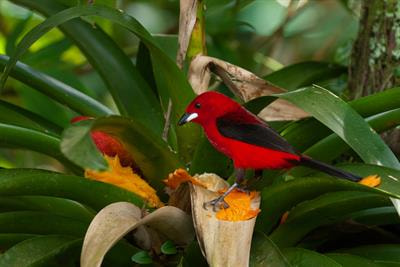 Cover image for research topic "Genetic Approaches and Conservation of the Atlantic Forest"