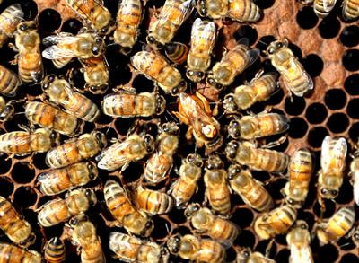 Cover image for research topic "Advances in Genomics and Epigenomics of Social Insects"