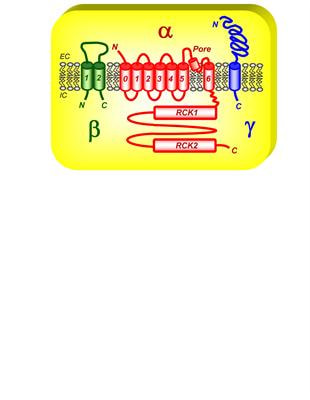 Cover image for research topic "BK channels: integrators of cellular signals in health and disease"