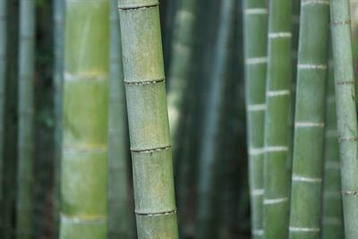 Cover image for research topic "Monitoring and Predicting Bamboo Forest Dynamics Under a Changing Climate"