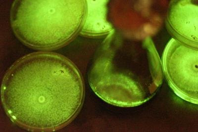 Cover image for research topic "Fungi as Cell Factories: Genetic Engineering and Applications"
