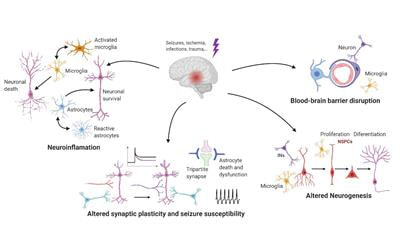 Cover image for research topic "Cellular and Molecular Targets In Epileptogenesis Focusing on Disease Prevention"