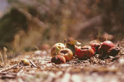 Cover image for research topic "Insights in Waste Management in Agroecosystems: 2021"