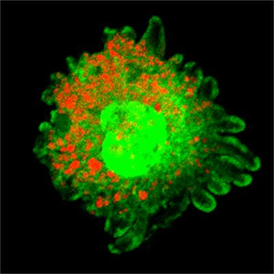 Cover image for research topic "Key Molecules Linking Organelles in Neurodegenerative Diseases"