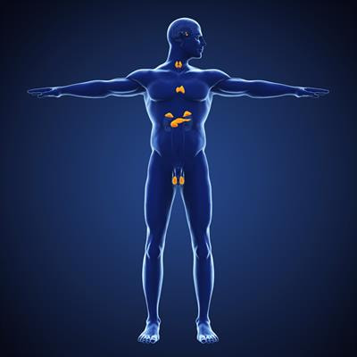 Cover image for research topic "Mechanistic, Machine Learning and Hybrid Models of the ‘Other’ Endocrine Regulatory Systems in Health and Disease"