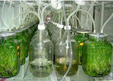 Cover image for research topic "Biopharming: in plant versus microorganism recombinant bio-pharmaceuticals production."