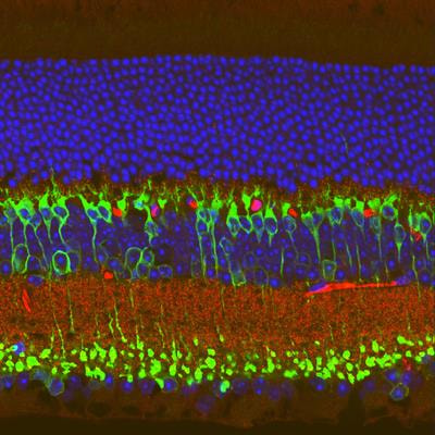 Cover image for research topic "How Do We See? Morphology and Physiology of Retinal Neurons"