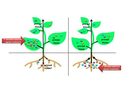 Cover image for research topic "Systemic Resistance and Defense Priming Against Pathogens"