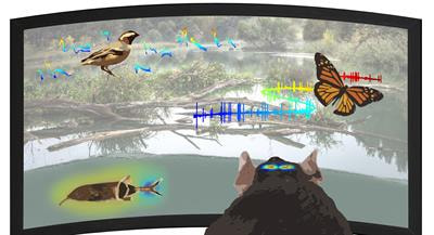Cover image for research topic "Naturalistic Neuroscience – Towards a Full Cycle from Lab to Field"