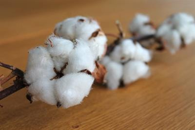 Cover image for research topic "Trends in Cotton Breeding: Meeting the Challenges of the 21st Century"
