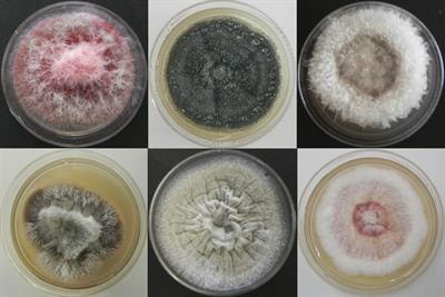 Cover image for research topic "Beneficial Effects of Fungal Endophytes in Major Agricultural Crops"