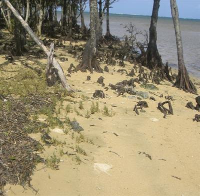 Cover image for research topic "Recent advances in halophyte salinity tolerance"